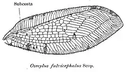 Wing of Osmylus fulvicephalus