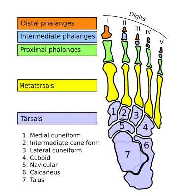 Bones of foot
