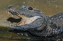 Karlsruhe Zoo, Germany