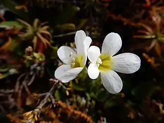 Close-up of flowers