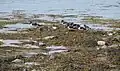 Oyster catchers at Lunderston Bay