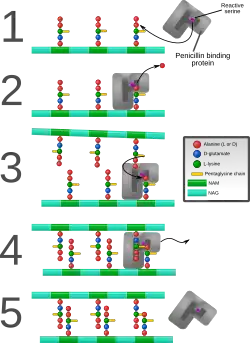 Penicillin binding protein forming cross-links in newly formed bacterial cell wall.