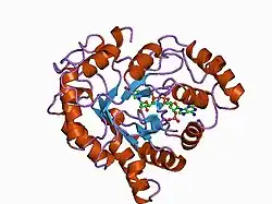 1ads: AN UNLIKELY SUGAR SUBSTRATE SITE IN THE 1.65 ANGSTROMS STRUCTURE OF THE HUMAN ALDOSE REDUCTASE HOLOENZYME IMPLICATED IN DIABETIC COMPLICATIONS