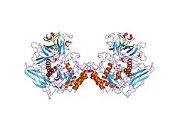 1bhg: HUMAN BETA-GLUCURONIDASE AT 2.6 A RESOLUTION