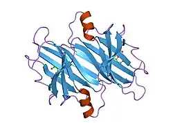 1dvu: CRYSTAL STRUCTURE OF HUMAN TRANSTHYRETIN IN COMPLEX WITH DIBENZOFURAN-4,6-DICARBOXYLIC ACID