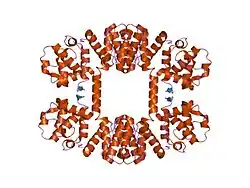 1dxx: N-TERMINAL ACTIN-BINDING DOMAIN OF HUMAN DYSTROPHIN