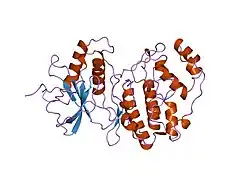 1erk: STRUCTURE OF SIGNAL-REGULATED KINASE