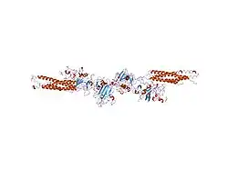 1fzb: CRYSTAL STRUCTURE OF CROSSLINKED FRAGMENT D