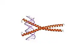 1gu5: CRYSTAL STRUCTURE OF C/EBPBETA BZIP DIMERIC BOUND TO A DNA FRAGMENT FROM THE MIM-1 PROMOTER