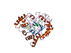 1iei: CRYSTAL STRUCTURE OF HUMAN ALDOSE REDUCTASE COMPLEXED WITH THE INHIBITOR ZENARESTAT.