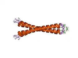 1jun: NMR STUDY OF C-JUN HOMODIMER