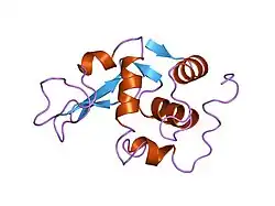 1lhl: ROLE OF PROLINE RESIDUES IN HUMAN LYSOZYME STABILITY: A SCANNING CALORIMETRIC STUDY COMBINED WITH X-RAY STRUCTURE ANALYSIS OF PROLINE MUTANTS
