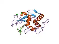 1lmt: STRUCTURE OF A CONFORMATIONALLY CONSTRAINED ARG-GLY-ASP SEQUENCE INSERTED INTO HUMAN LYSOZYME