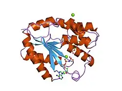 1nn1: Crystal structure of human thymidylate kinase with ddTMP and AppNHp