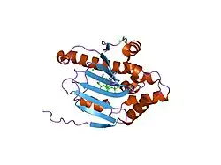 1osf: Human Hsp90 in complex with 17-desmethoxy-17-N,N-Dimethylaminoethylamino-Geldanamycin