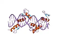 1p47: Crystal Structure of tandem Zif268 molecules complexed to DNA