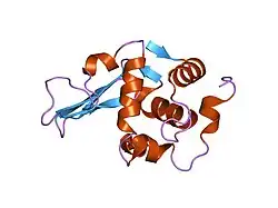 1tcy: DISSECTION OF THE FUNCTIONAL ROLE OF STRUCTURAL ELEMENTS OF TYROSINE-63 IN THE CATALYTIC ACTION OF HUMAN LYSOZYME