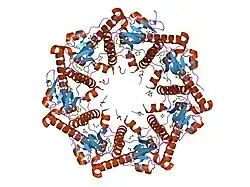 1tg6: Crystallography and mutagenesis point to an essential role for the N-terminus of human mitochondrial ClpP