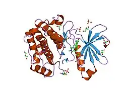 1uu8: STRUCTURE OF HUMAN PDK1 KINASE DOMAIN IN COMPLEX WITH BIM-1