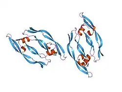 1vpf: STRUCTURE OF HUMAN VASCULAR ENDOTHELIAL GROWTH FACTOR