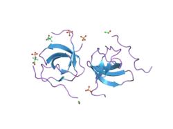 1w70: SH3 DOMAIN OF P40PHOX COMPLEXED WITH C-TERMINAL POLYPROLINE REGION OF P47PHOX