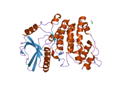 1wak: X-RAY STRUCTURE OF SRPK1