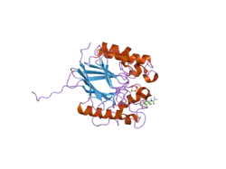 1war: RECOMBINANT HUMAN PURPLE ACID PHOSPHATASE EXPRESSED IN PICHIA PASTORIS