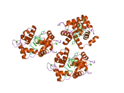 1wrl: Crystal structure of the N-terminal domain of human cardiac troponin C in complex with trifluoperazine (monoclinic crystal form)