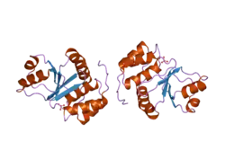 1zcl: prl-1 c104s mutant in complex with sulfate