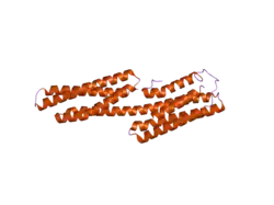 1zw2: Vinculin Head (0-258) in Complex with the Talin Rod residues 2345-2369