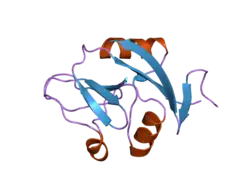 2c6u: CRYSTAL STRUCTURE OF HUMAN CLEC-2 (CLEC1B)