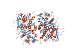 2d0j: Crystal Structure of Human GlcAT-S Apo Form
