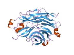 2f26: Crystal Structure of the Human Sialidase Neu2 E111Q-Q112E Double Mutant