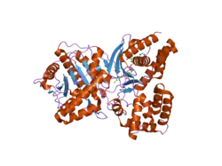 2fy4: Structures of ligand bound human choline acetyltransferase provide insight into regulation of acetylcholine synthesis