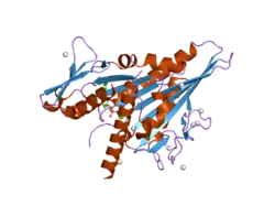 2h58: Crystal structure of the KIFC3 motor domain in complex with ADP