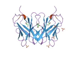 2hp4: Computational design and crystal structure of an enhanced affinity mutant human CD8-alpha-alpha co-receptor
