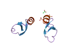 2nle: Human beta-defensin-1 (Mutant Gln11Ala)