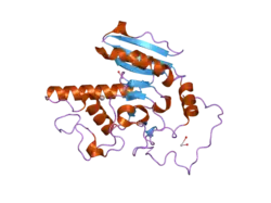 2o1g: Natural occurring mutant of Human ABO(H) Galactosyltransferase: GTB/M214T