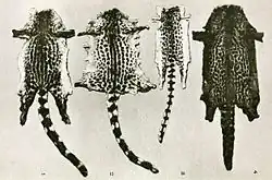 Genet pelts from Liberia. Left to right: 1, 2: Johnston's Genet, 3: Leighton's Linsang, 4: King Genet