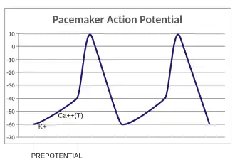 A plot of action potential (mV) vs time. The membrane potential is initially −60 mV, rise relatively slowly to the threshold potential of −40 mV, and then quickly spikes at a potential of +10 mV, after which it rapidly returns to the starting −60 mV potential. The cycle is then repeated.