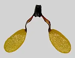 In this pollinarium the viscidium is the sticky lump in the middle of the yoke-like stipe connecting the two pollinia.