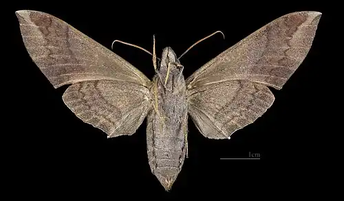 Pachylia syces ♀ △