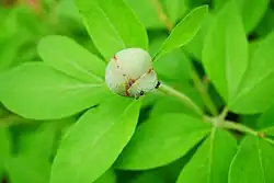 Paeonia mascula from Turkey bud