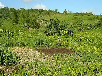 Lo`i Kalo (taro patches) were used to grow Kalo, the staple of the Hawaiian Diet.