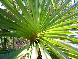 Spiral arrangement of the leaves