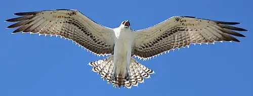 Caribbean osprey (P. h. ridgwayi)
