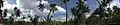 Panoramic view of coconut plantations backed by blue skies