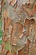 Bark