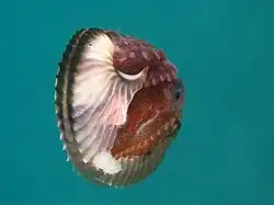 Female Argonauta argo with damaged egg case and eggs (Family Argonautidae)