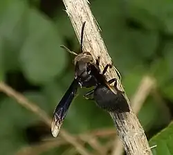 Parachartergus fraternus